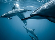 V体育-德罗西：所有罗马人在罗马都会被批，但今后人们会怀念佩莱格里尼